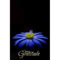 Choose Gratitude