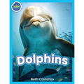 Dolphins!