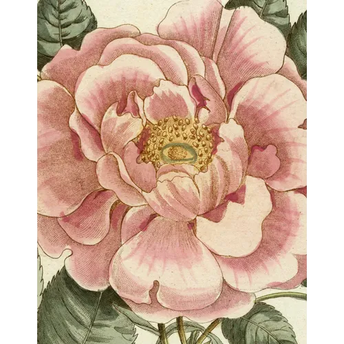 John Derian Picture Book II