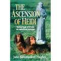 The Ascension of Heidi: A Longhaired Dachshund
