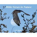 Bible Verses in Nature