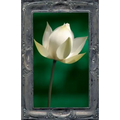Letting the Lotus Bloom: The Expression of Soul Through Flowers