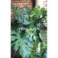 VENomoUS