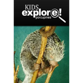 Porcupines - Kids Explore: Animal books nonfiction - books ages 5-6
