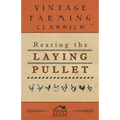 Rearing the Laying Pullet